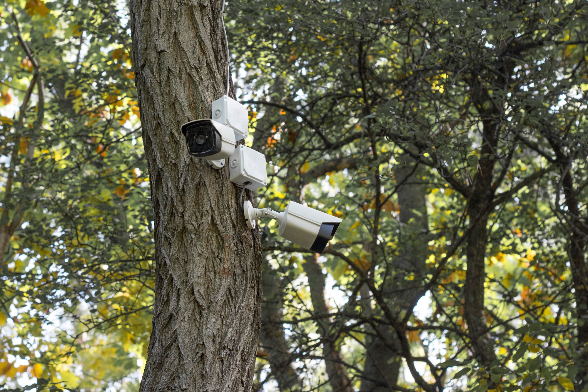 Security camera on the tree trunk, spy camera, Uniden security cameras